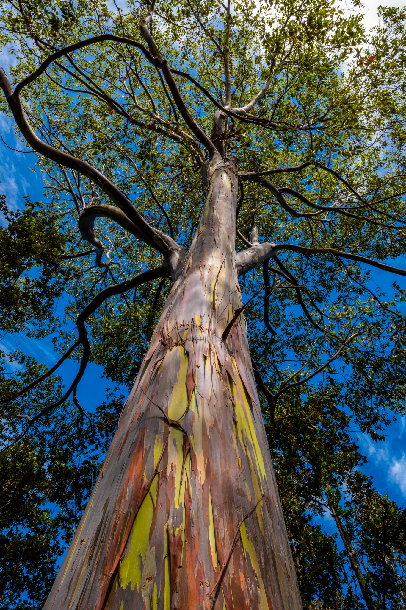 Trunk Show by Don Slocum