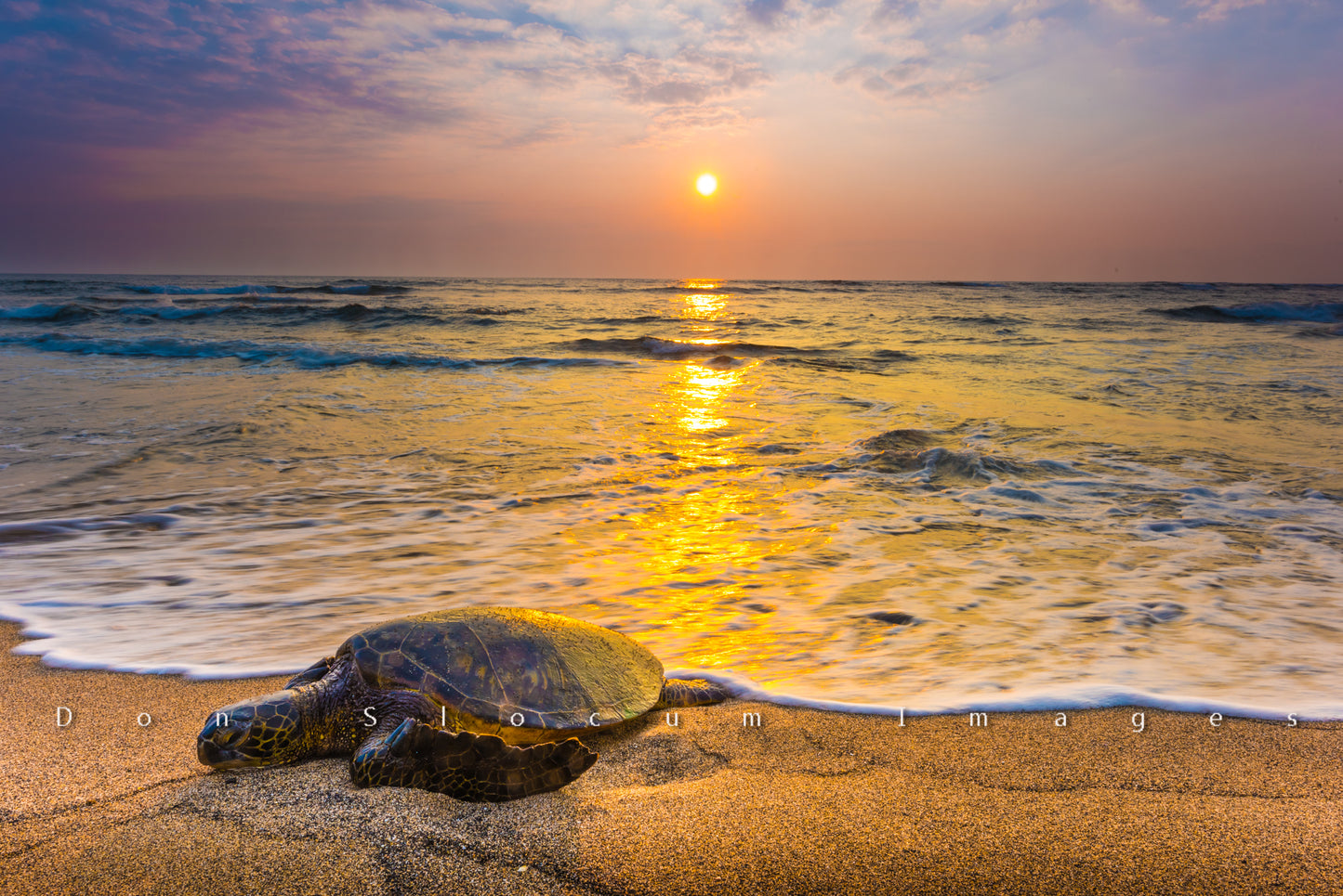 Sunset Honu by Don Slocum