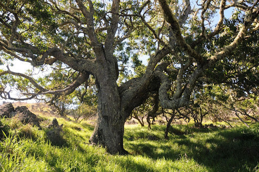 How Authentic Hawaiian Koa Is Ethically Sourced And Certified