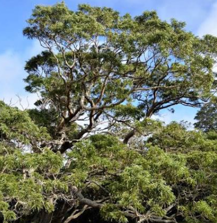What Makes Koa So Special—and Is It Worth All the Money and Fuss?