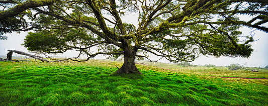 The History of Koa Wood in Hawaii