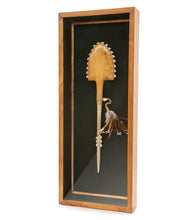 ハワイの武器「コアアカエイとマーリンビルサメの歯」