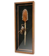 ハワイの武器「コアアカエイとマーリンビルサメの歯」