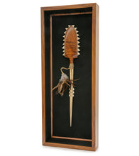 ハワイの武器「コアアカエイとマーリンビルサメの歯」