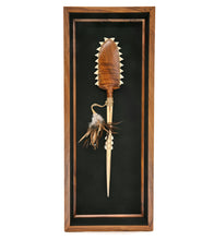 ハワイの武器「コアアカエイとマーリンビルサメの歯」