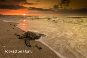 Hooked on Honu by Don Slocum