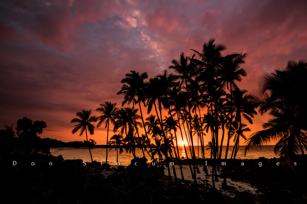 Sunset Palms by Don Slocum