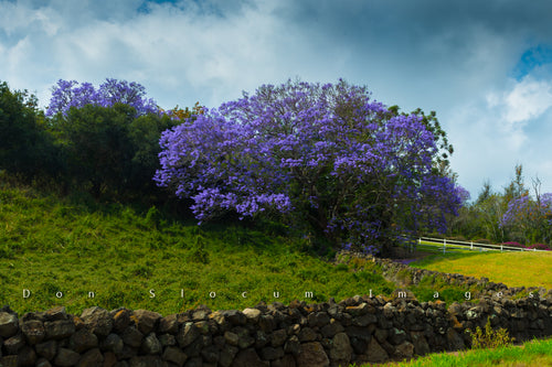 Jacaranda by Don Slocum