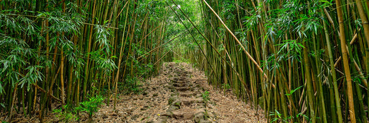 Ala Kukui de Andrew Shoemaker