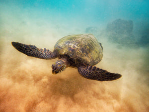 Aloha Honu by Andrew Shoemaker