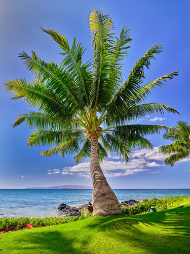 Coconut Fan by Andrew Shoemaker