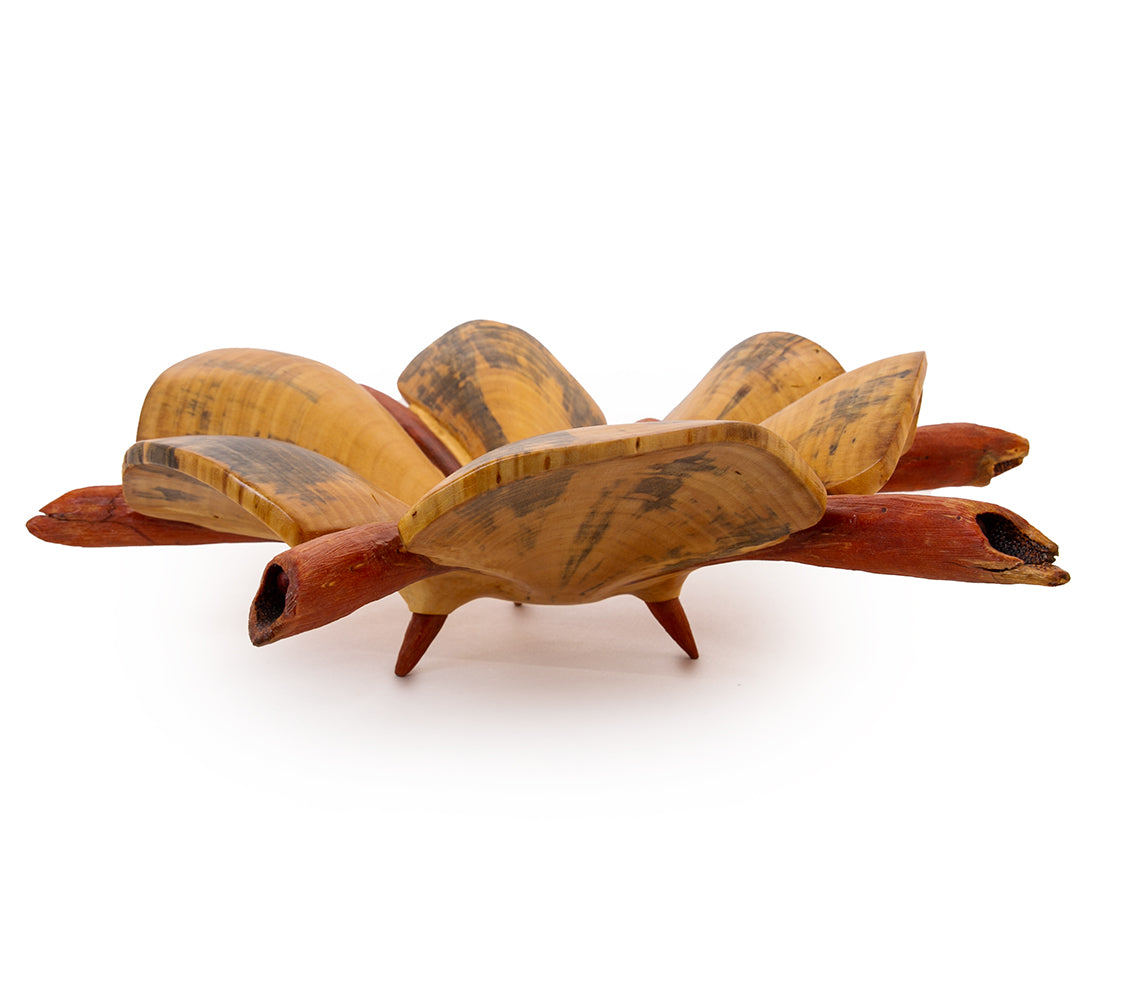 Norfolk Pine Wood Sculpture "Sand Dollar IV" by Dan Stevenson