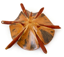 Norfolk Pine Wood Sculpture "Sand Dollar IV" by Dan Stevenson