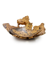 Buckeye Elm Hollow Form Regular Edge #37409C