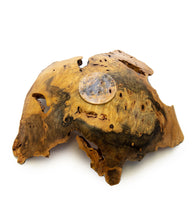 Buckeye Elm Hollow Form Regular Edge #37409C
