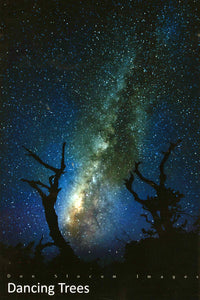 Dancing Tree by Don Slocum