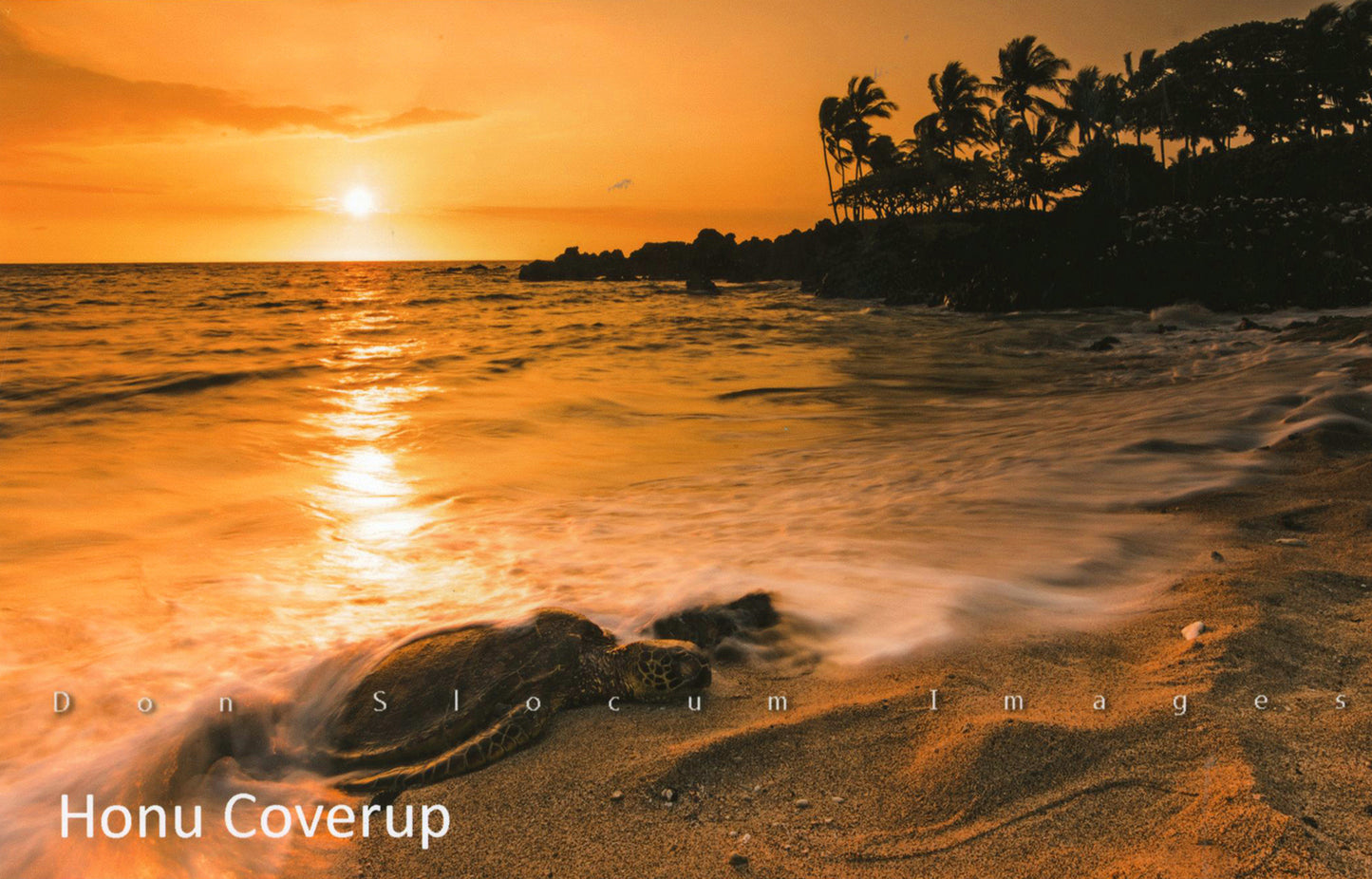 ドン・スローカム作「ホヌ・カバーアップ」 