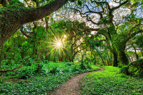 Enchanted Garden by Andrew Shoemaker