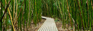 Enter Bamboo by Andrew Shoemaker
