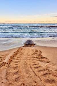 Honu Road by Andrew Shoemaker