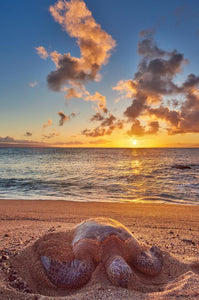 Honu Dreams II by Andrew Shoemaker