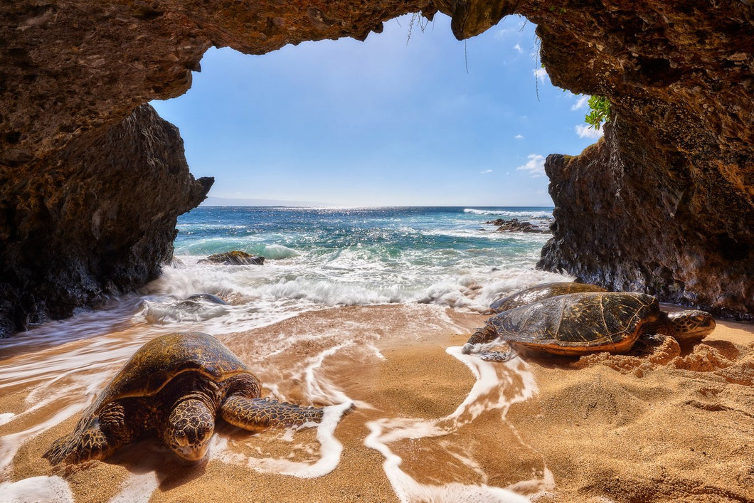 Honu Loungin by Andrew Shoemaker