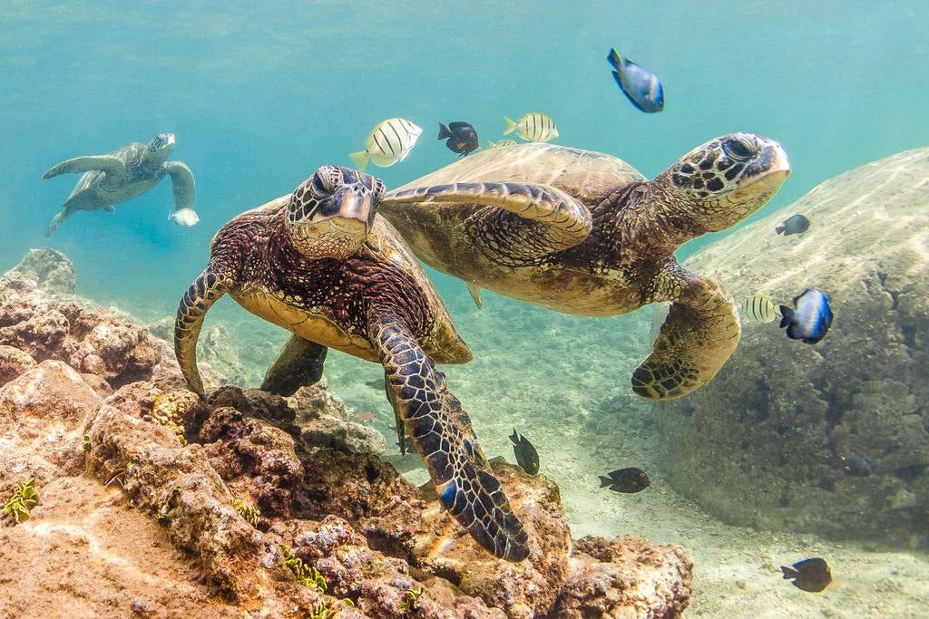 Honu Ohana Wooden Jigsaw Puzzle