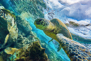 Honu Selfie by Andrew Shoemaker