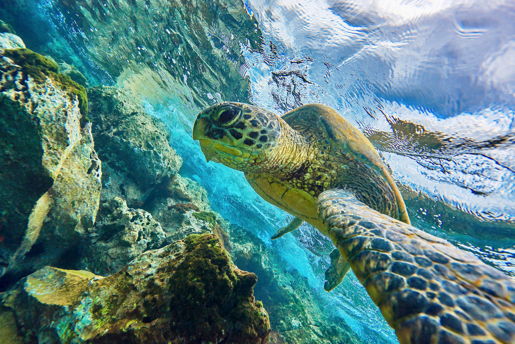 Honu Selfie by Andrew Shoemaker
