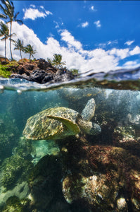 Honu's World by Andrew Shoemaker