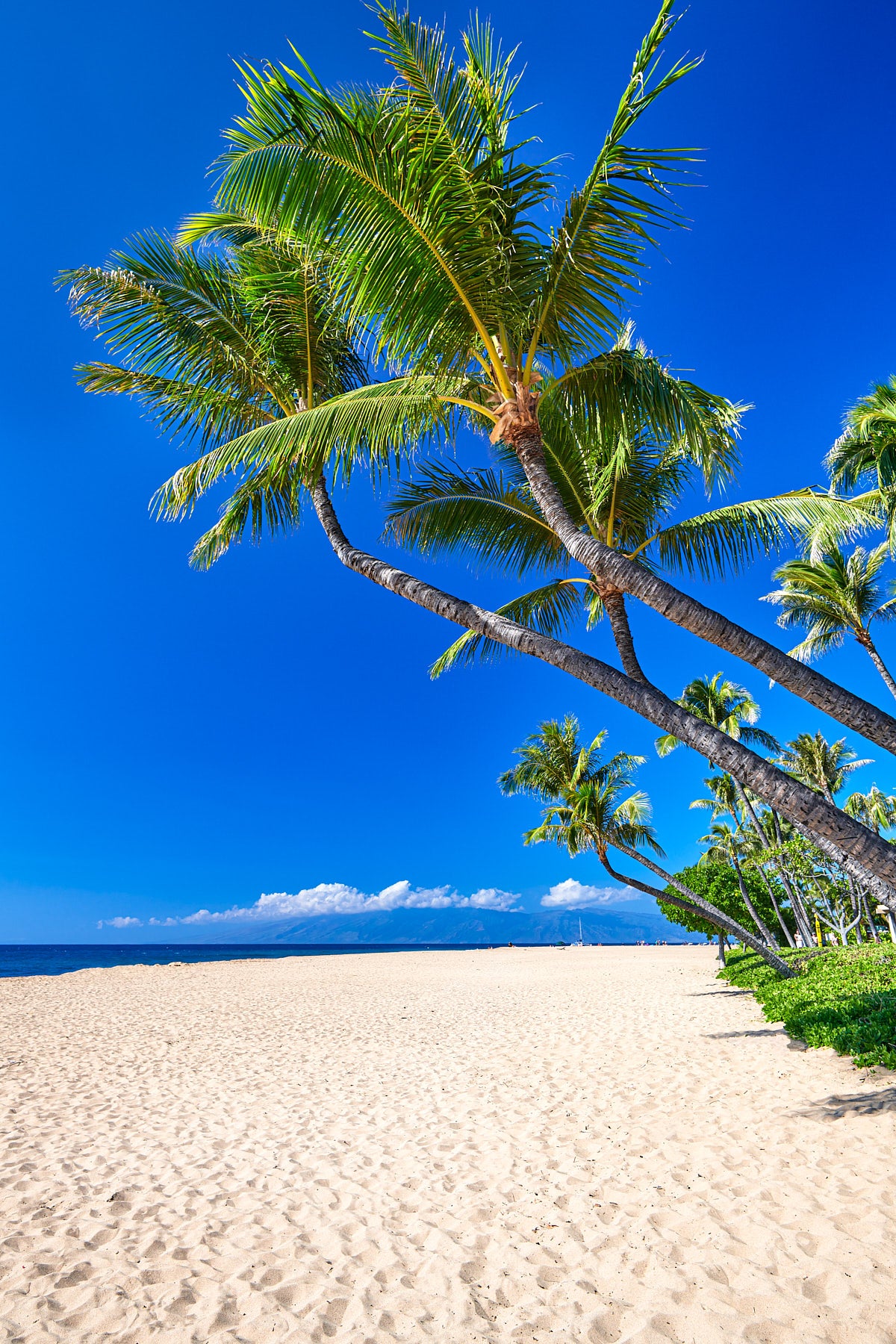 Palmeras Ka'anapali por Andrew Shoemaker