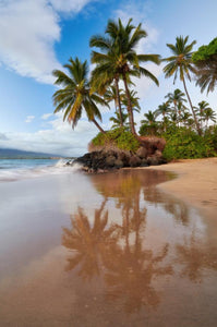 Maui Mirror by Andrew Shoemaker