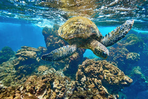 Morning Swim by Andrew Shoemaker