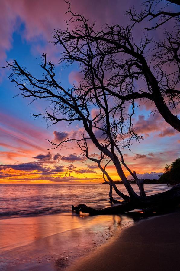 Olowalu Encore by Andrew Shoemaker