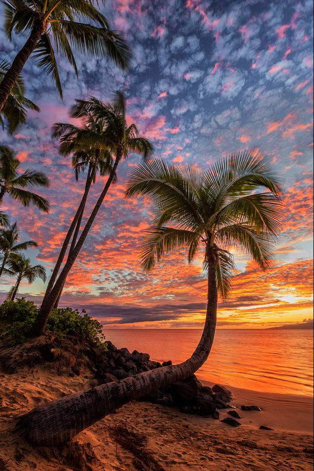 Palm in Paradise by Andrew Shoemaker