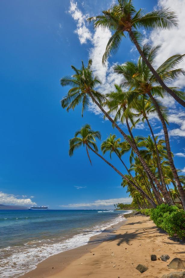Puamana Palms by Andrew Shoemaker