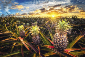 "Pineapple Field" Wooden Jigsaw Puzzle