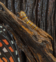 Wood Sculpture "Giant Monarch Frame" by Craig Nichols