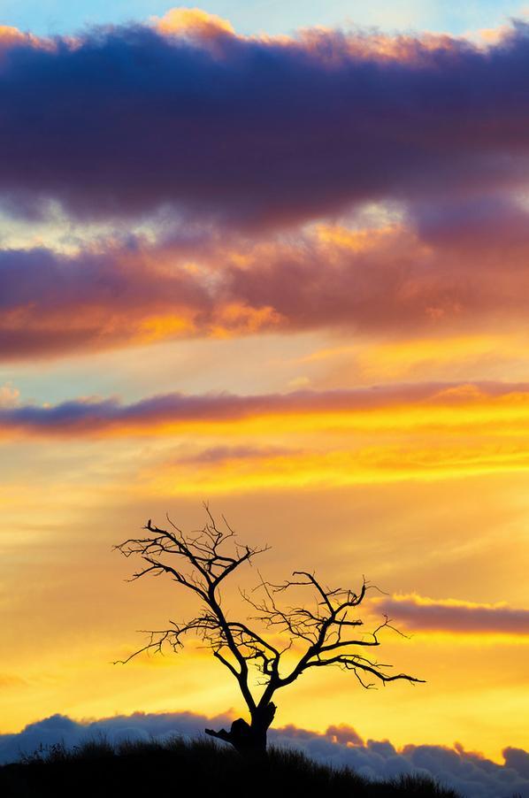 Shaka Tree by Andrew Shoemaker