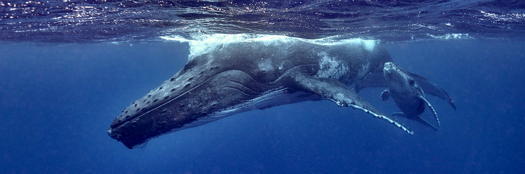 Under the Wing by Andrew Shoemaker