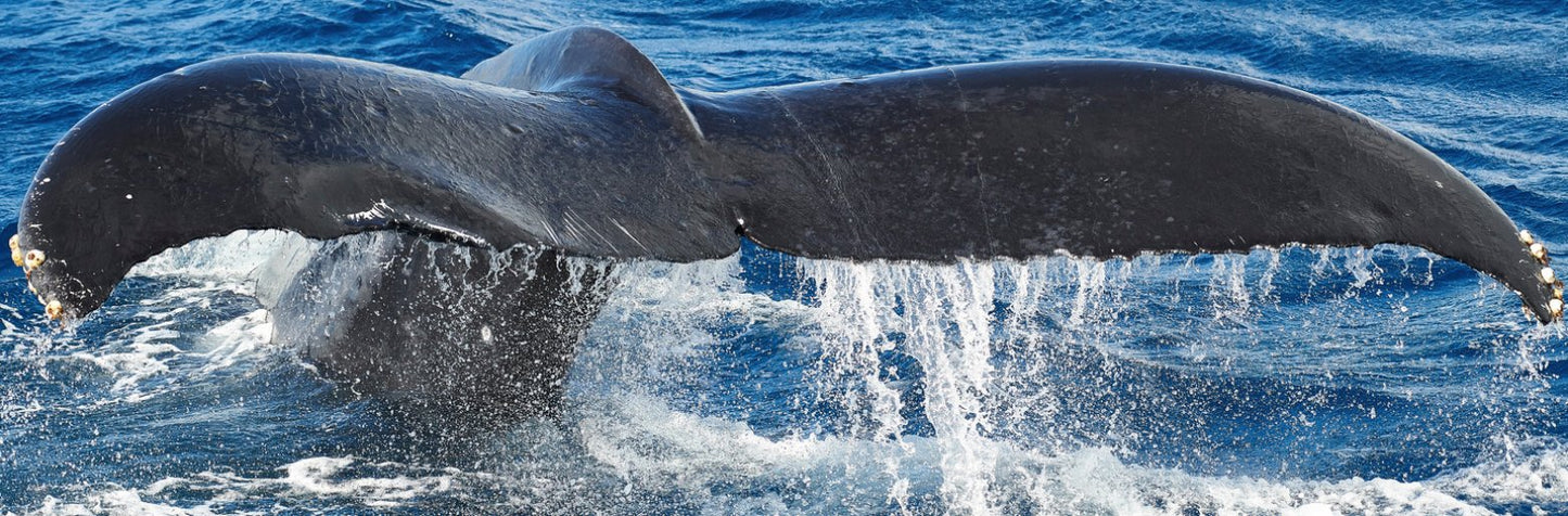 Colas de ballena de Andrew Shoemaker