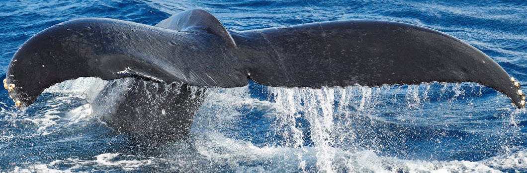 Whales Tails by Andrew Shoemaker