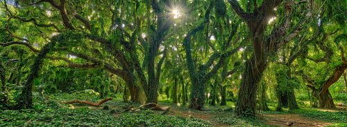 Enchanted Forest by Andrew Shoemaker