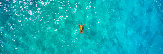 Flying Honu by Andrew Shoemaker