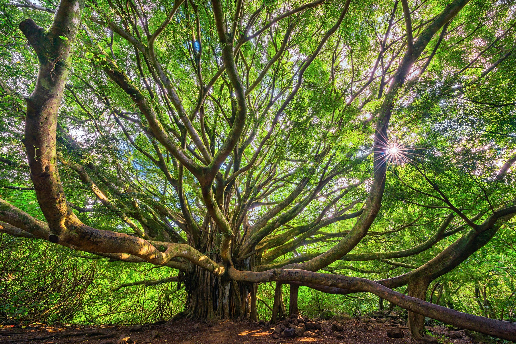 Gaia by Andrew Shoemaker – Martin & MacArthur