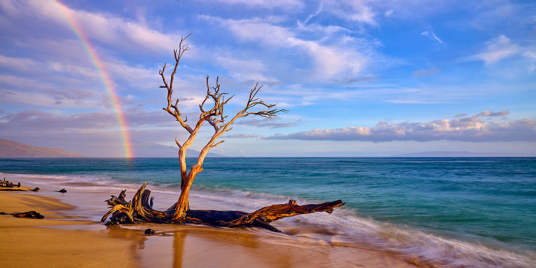 Rainbow Roots by Andrew Shoemaker