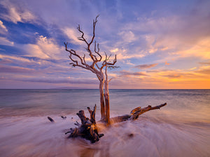 Rooted by Andrew Shoemaker