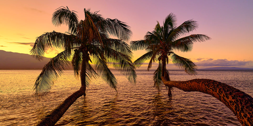 Tequila Sunrise by Andrew Shoemaker