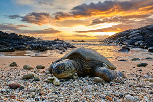 Tranquil Turtle by Andrew Shoemaker
