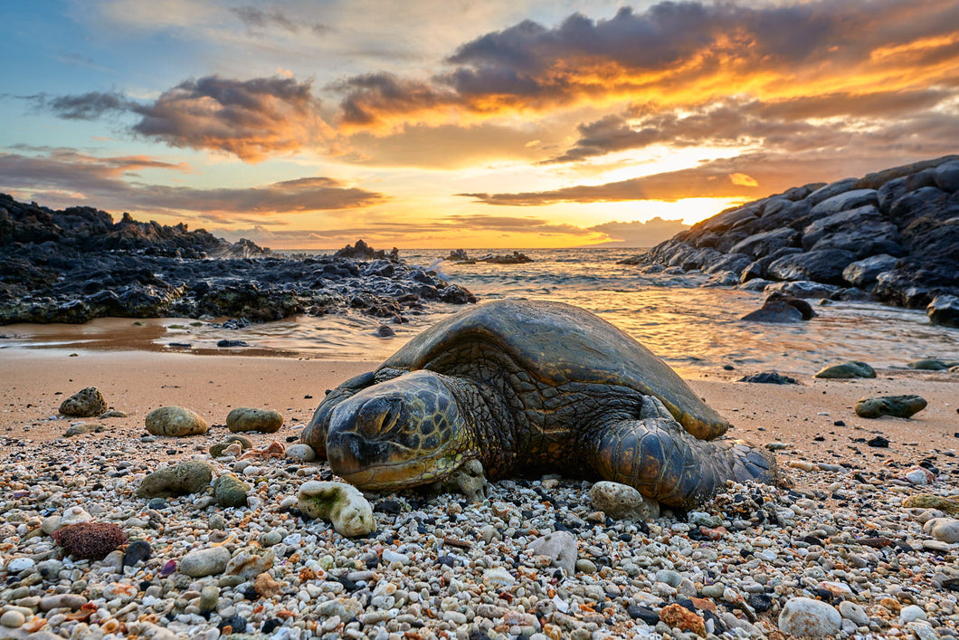 Tranquil Turtle by Andrew Shoemaker